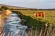 A rural Sussex view with a cow at the edge of water and a blue sky overhead