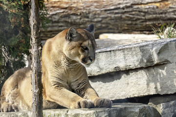 Wall Mural - The cougar (Puma concolor), native American animal known as catamount, mountain lion, painter, panther and puma