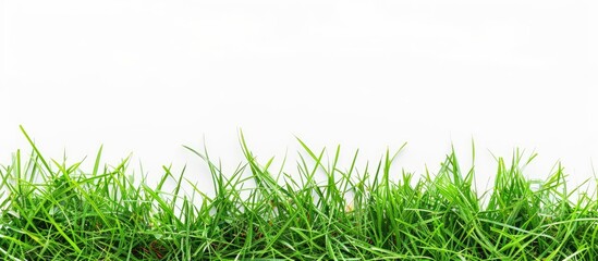 Wall Mural - Green grass on a white background