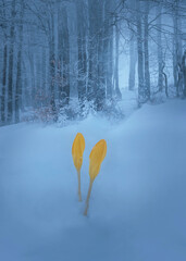 Canvas Print - lily flower blooming in the snow on the mountain