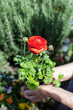 Vibrant red ranunculus blooming in a verdant garden during springtime