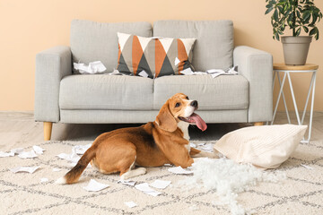 Wall Mural - Naughty Beagle dog with torn pillow lying on floor in messy living room