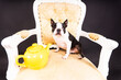 A beautiful little dog of Boston terrier sits on a wooden chair next to a teapot and looks away.