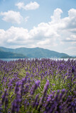 Fototapeta  - lavender field region