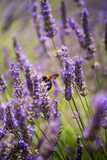 Fototapeta  - lavender flowers in region with bee