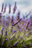 Fototapeta  - bunch of lavender