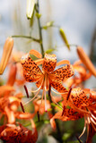 Fototapeta  - orange tiger lily