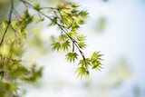Fototapeta Miasto - Beautiful tree branch with young leaves. Springtime. Beautiful picturesque spring background in Japanese style. Shallow depth of field. Macro.