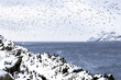 Vardo, Norway: seaside shore view among flock of guillemots in flight