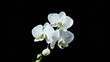 Elegant white orchid blooms isolated on black background, perfect for decor, greetings and invitations. Simple yet captivating beauty of nature showcased. AI