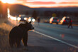 As the sun sets, a bear's silhouette is captured against the backdrop of a busy road, highlighting the intersection of wildlife and human habitats.