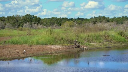 Sticker - Florida subtropical wetlands with green jungle palm trees and wild vegetation in southern USA. Dense rainforest ecosystem