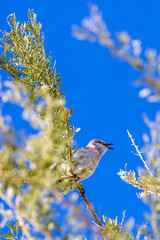 arizona desert songbird singing