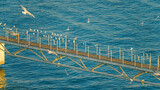 Fototapeta Do pokoju - Doha, Qatar- Jan 14 2024, Aerial view of the narrow pier with lots of seagulls and albatrosses sitting and flying around, Port of Doha, at daytime, Doha, Qatar 