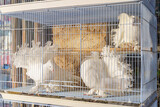 Fototapeta Do pokoju - Close-up view of two magnificent white pigeons in a cage at the bird market, Souq Waqif bazaar, Doha, Qatar