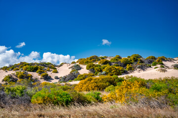 Wall Mural - Sand dunes in Lancelin, Western Australia