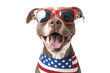American Pitbull headshot wearing sunglasses and USA flag dog collar. Isolated over white transparent background