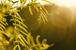 Honey mesquite tree fresh spring season leaves closeup with copy space on golden hours sunset background in nature.