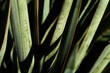 © ccestep8 - Texas yucca plant leaves closeup showing green color and leaf texture.