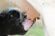 Calf cow nursing on farm for animal nutrition concept closeup.