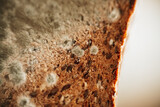 Fototapeta Lawenda -  Mold on bread.Spoiled baked goods.Stale bread. Whole grain bread in green mold.Expired product with mold.Expired product expiration date 