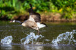 Canada Goose, Branta canadensis, bird running on water.