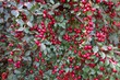 Cotoneaster horizontal decorative evergreen shrub with red small fruits it bears fruit at the beginning of autumn