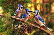 Three Blujejays in a Pinetree with Pine Cones