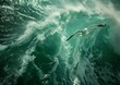 flying wave ocean bird air fury sea green white clothes panoramic imagery soar colored sail
