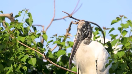 Big White bird sleeps on branch