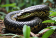 Nonvenomous constrictor snake Anaconda reptile coiled ready to attack