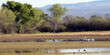 Panoramic view of White Pelicans and other marsh birds in early spring at Bosque del Apache National Wildlife Refuge in New Mexico