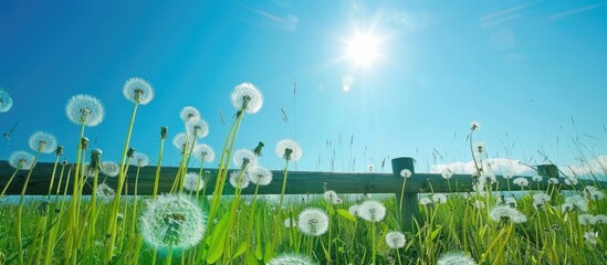 Canvas Print - Field of dandelions under a clear blue sky with the sun shining.