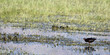 Panorama of a White-faced Ibis hunting a meal in early spring amid emergent grasses at Bosque del Apache National Wildlife Refuge in New Mexico