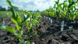 Smart sensors embedded in the soil continuously collect data on temperature, humidity, and nutrient levels, informing farming decisions.