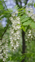 Sticker - Acacia tree flowers blooming in the spring. 