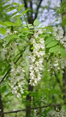 Sticker - Acacia tree flowers blooming in the spring. 