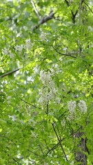 Sticker - Acacia tree flowers blooming in the spring. 