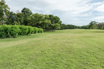 Wall Mural - Beautiful landscape in park with green grass field