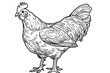 Chicken illustration clear thick black outlines line art no missing arms no missing legs style raw vector lines