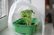 Organic tomato seedlings covered with plastic bag for better growth on windowsill at home. Hobby, indoor gardening, growing vegetables concept