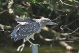 Fototapeta Tęcza - black crowned night heron in a pond