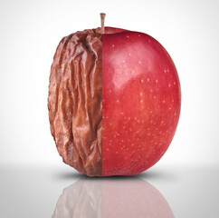 Health And Disease or Aging Process and mental health symbol as a new fresh ripe red apple decomposing and getting old and wrinkled as a symbol for optimism or pessimism and mortality.