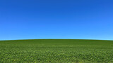 Fototapeta Miasta - Green field blue sky