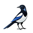 magpie cartoon flying bird, beautiful character of ornithology, vector illustration of crow with white feathers