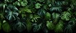Tropical foliage background. Monstera, philodendron, fern and other exotic plants.