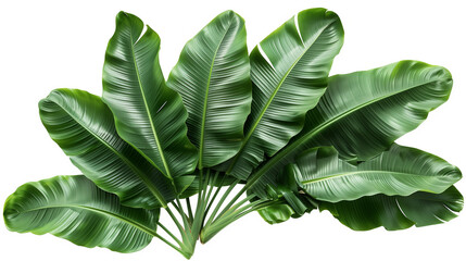 Beautiful Green leaves of banana leaves plants isolated on white background.