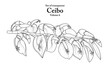 A series of isolated flower in cute hand drawn style. Ceibo in black outline on transparent background. Drawing of floral elements for coloring book or fragrance design. Volume 6.