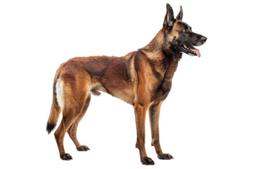 belgian malinois dog standing isolated on transparent background