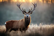 Deer Stag dawn Red hunting mist timberland oak tree roar background autumn antler wild call buck nature roaring sun cervid animal natural